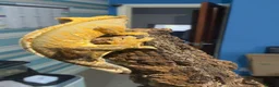 Gecko reptiles for sale: CRESTED GECKOS £80 each  - Advert 14