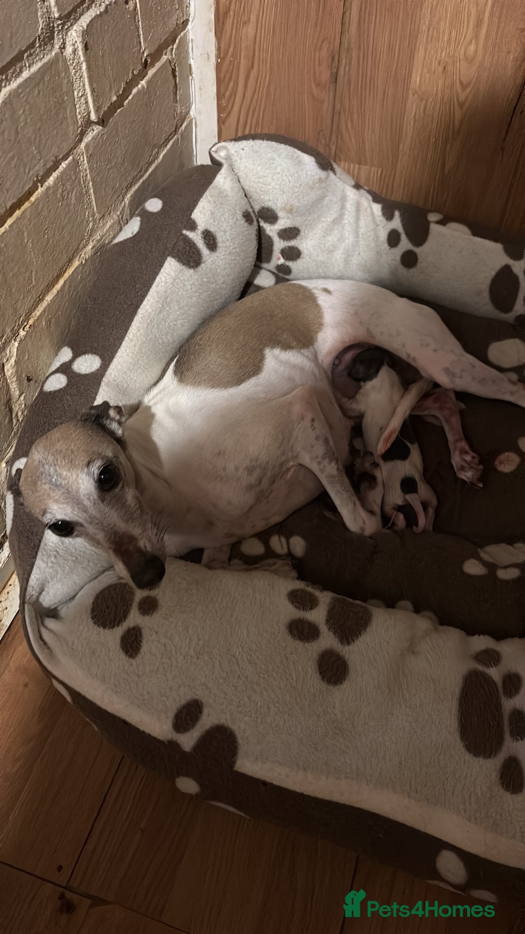 Italian Greyhound dogs for sale: 7/8 Italian greyhound x 1/8 whippet pup for sale  - Image 11