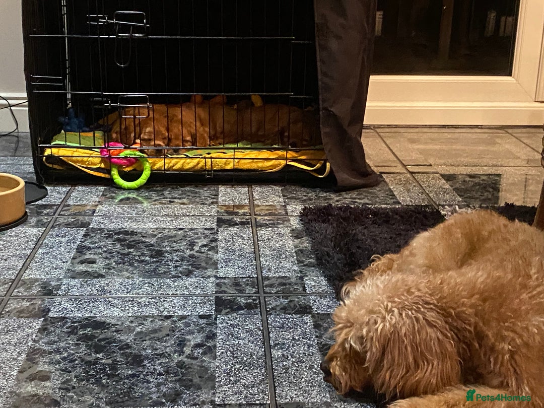 Cavapoo dogs for sale: Beautiful Cavapoo Puppies  - Image 16