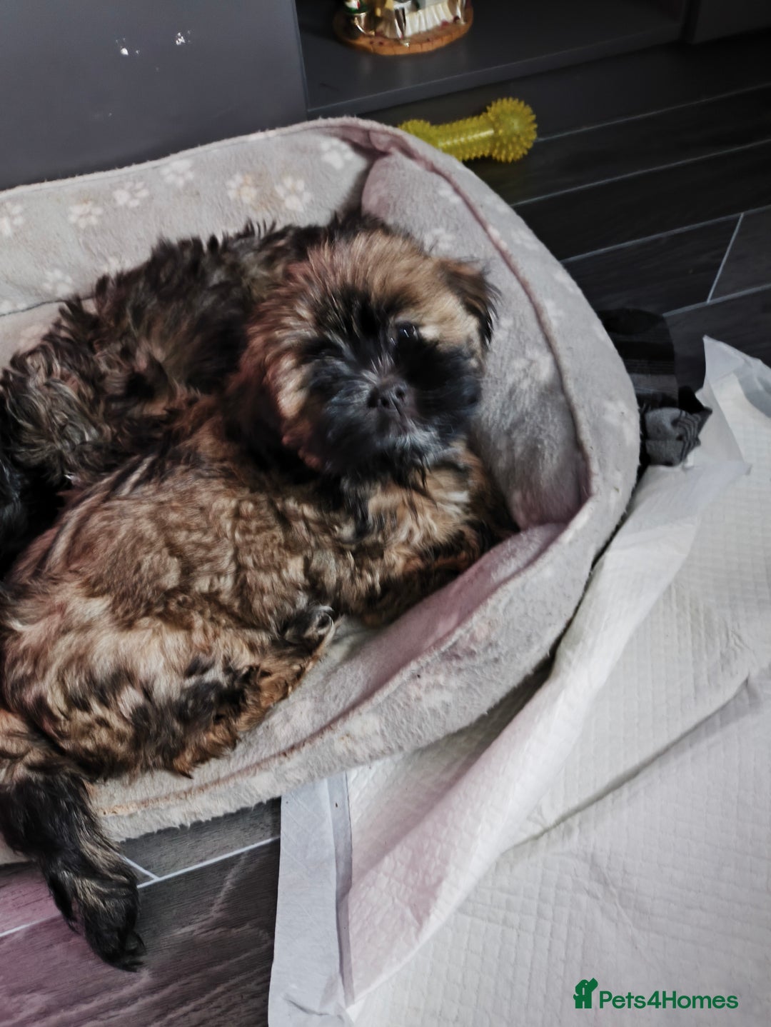 Lhasa Apso dogs for sale: Lhasa apso puppy last beautiful boy left 🩵 - Image 14