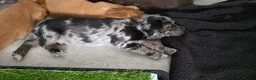 Cocker Spaniel dogs for sale: Beautiful Working Cocker Spaniels - Advert 8