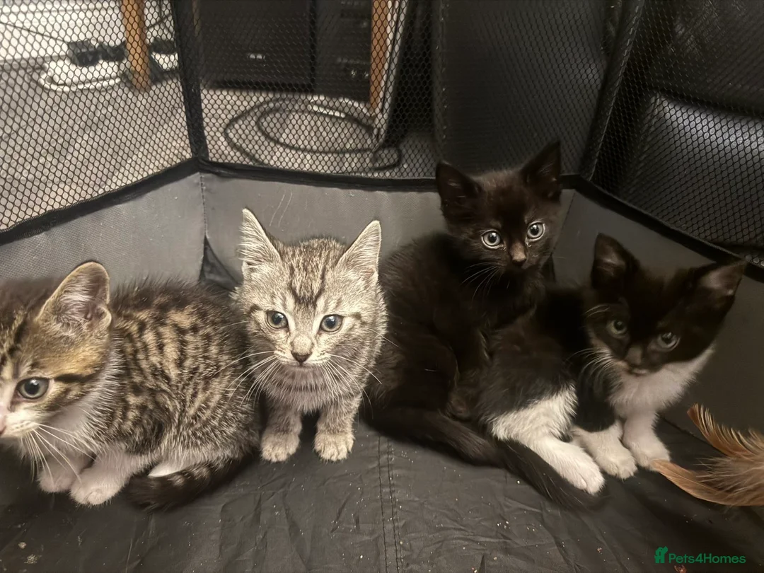 Bengal cats for sale: Beautiful Bengal cross kittens  - Advert 1