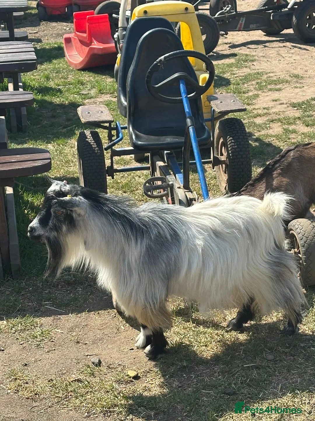 Goats livestock for sale: Super Tiny Disbudded Pygmy Billy  - Advert 2