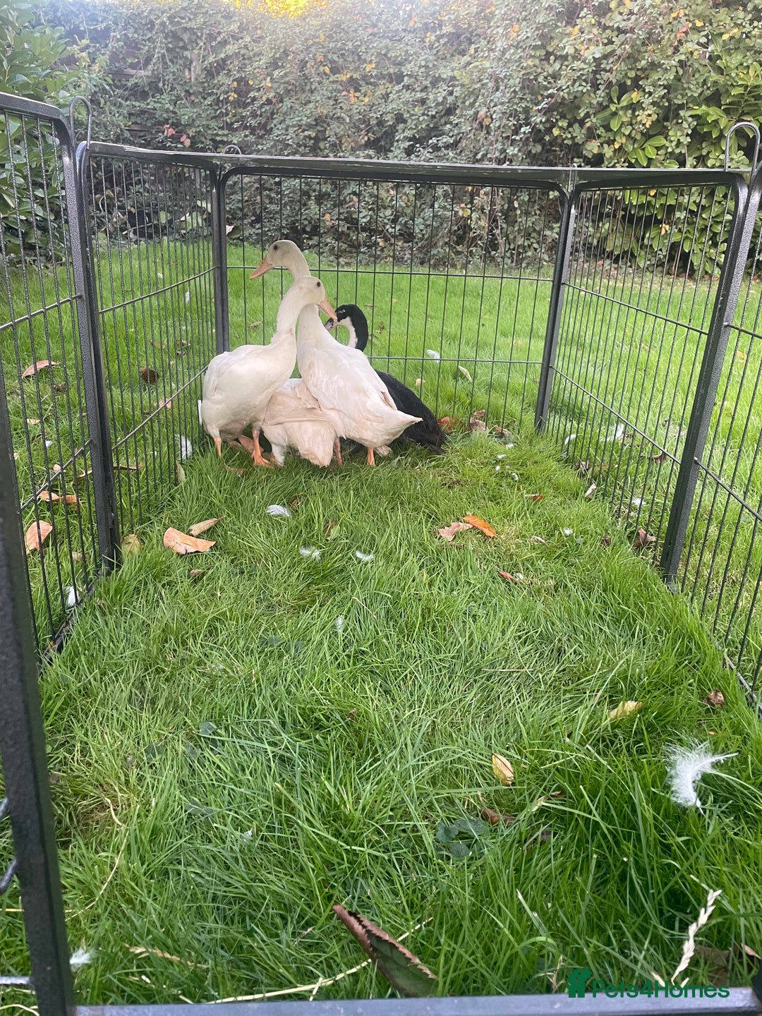 Ducks poultry for sale: Khaki Campbell and Cherry Valley Ducks - Image 7