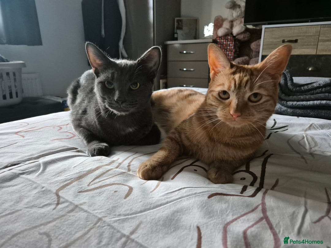 Domestic Shorthair cats for sale: Two Indoor Cats - Advert 1