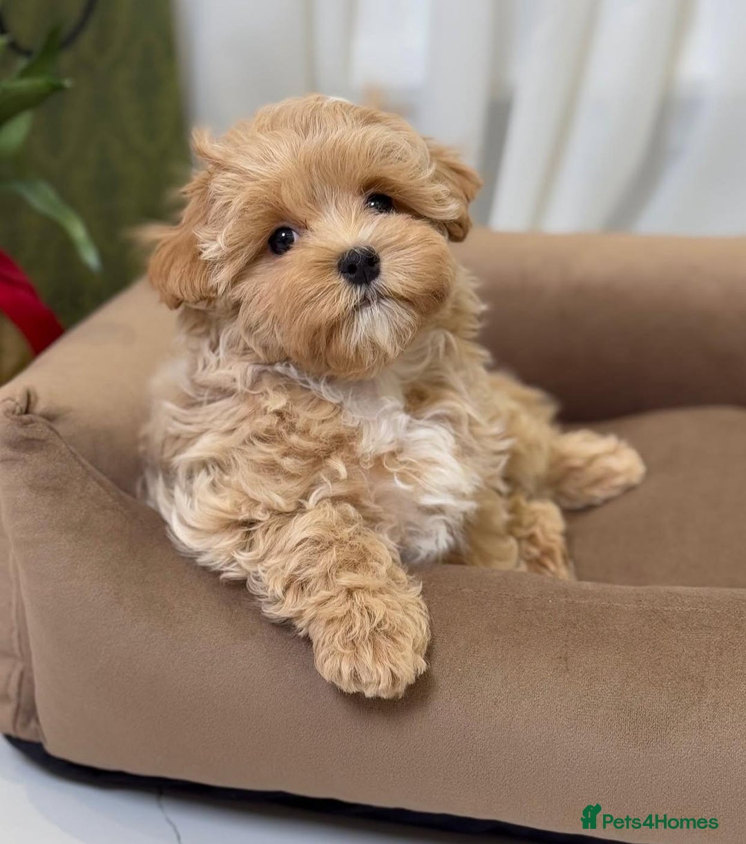Maltipoo dogs for sale: Beautiful Best Friends Maltipoo toy puppies - Image 14