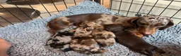 Miniature Dachshund dogs for stud: Slinky! in Llanelli - Advert 8