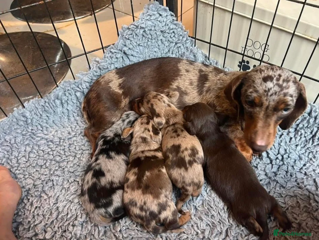 Miniature Dachshund dogs for stud: Slinky! in Llanelli - Advert 8