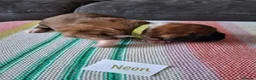 Boxer dogs for sale: Stunning Boxer Puppies in Cannock - Advert 11