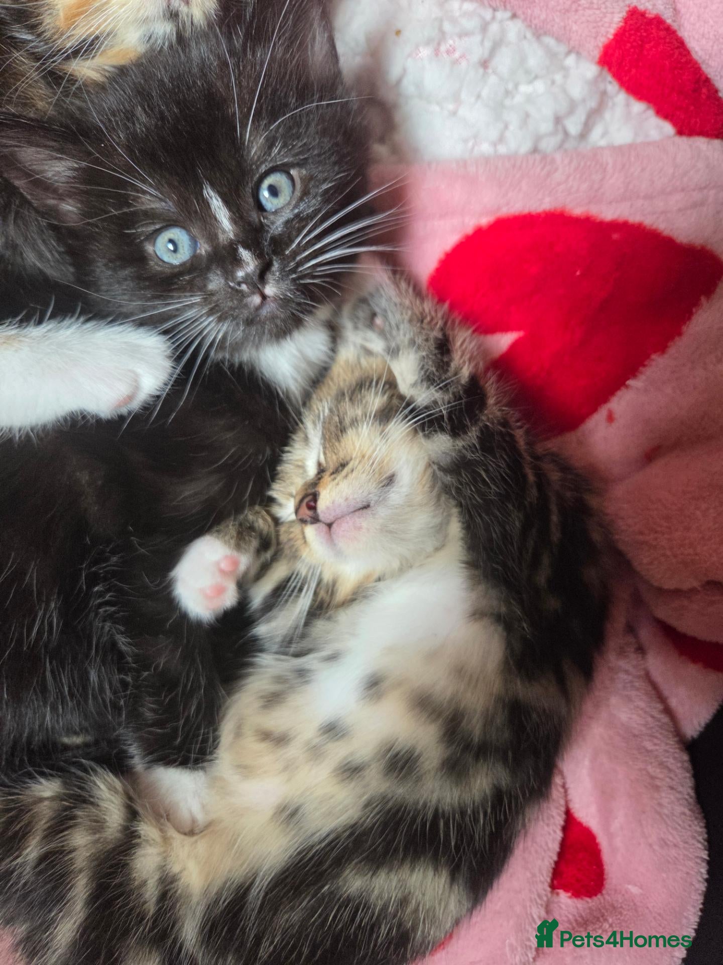 Mixed Breed cats Mixed fluffy kittens  - Advert 10