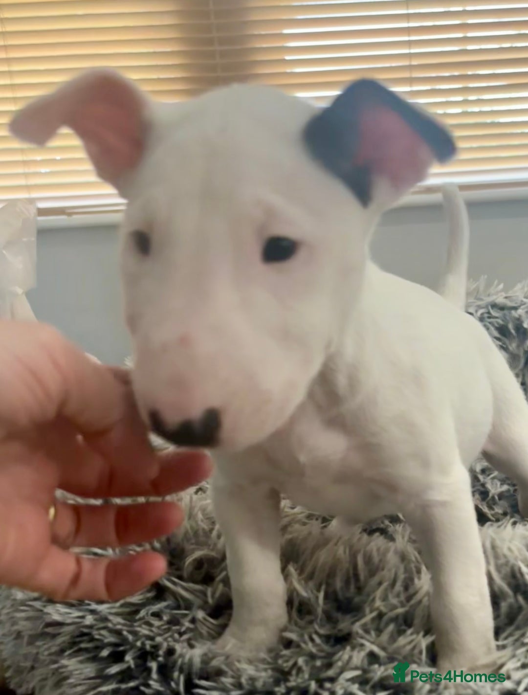 English Bull Terrier dogs for sale: Outstanding male bull terriers  - Image 3