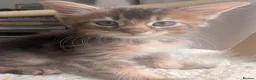 Abyssinian cats for sale: Abyssinian X for sale in Abingdon - Advert 6