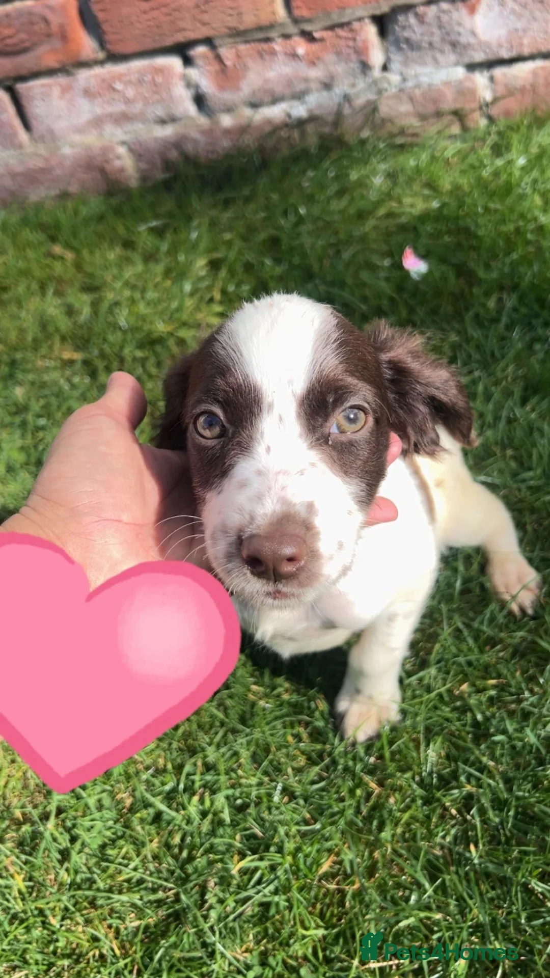 Cocker Spaniel dogs for sale: Cocker spaniel girls - Advert 3