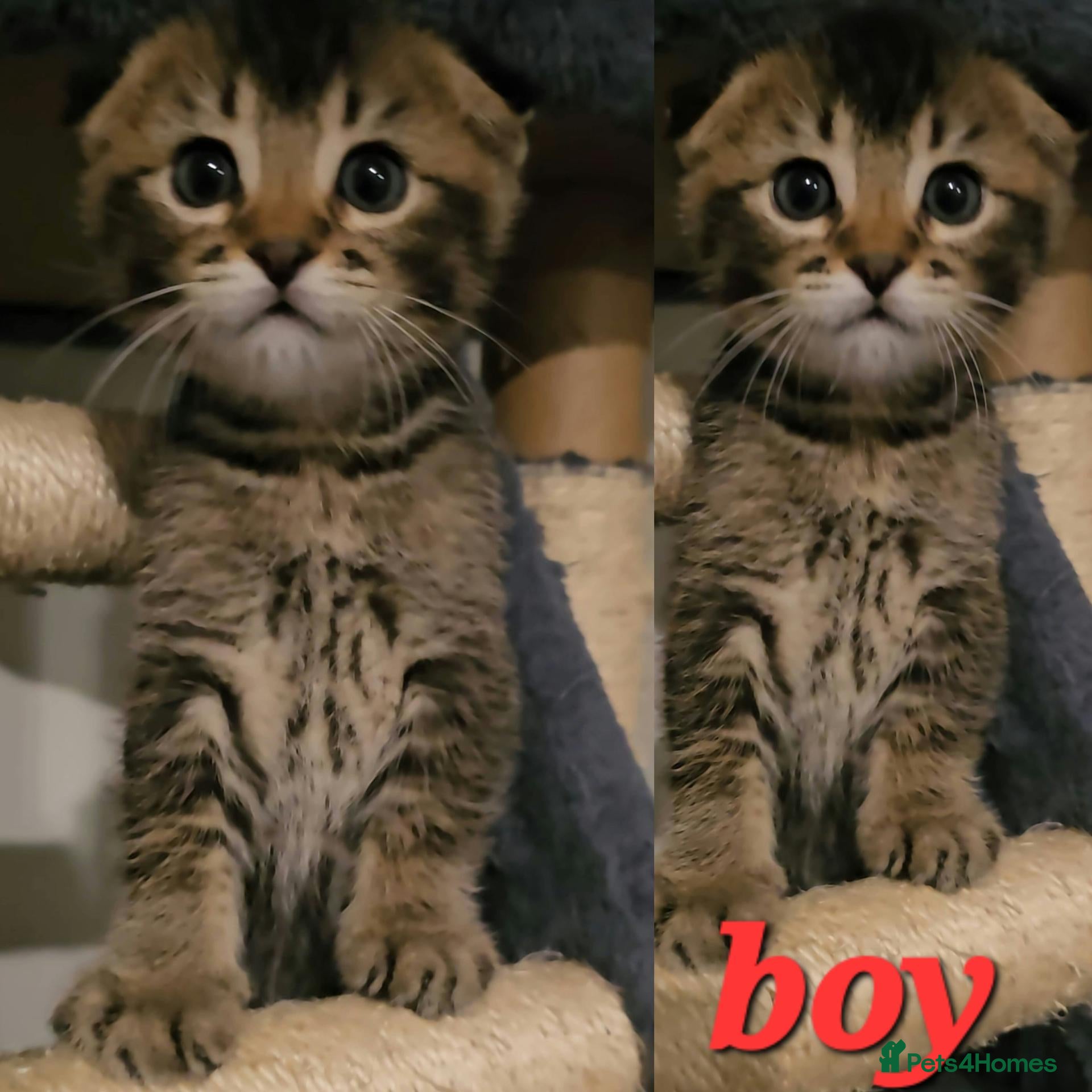 Scottish Fold cats Beautiful Scottish fold/straight ears kittens!  - Advert 1