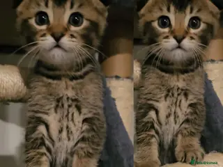 Scottish Fold cats Beautiful Scottish fold/straight ears kittens! - Advert 1