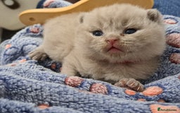 British Shorthair cats for sale: British Shorthair Lilac and Blue colour  - Image 9