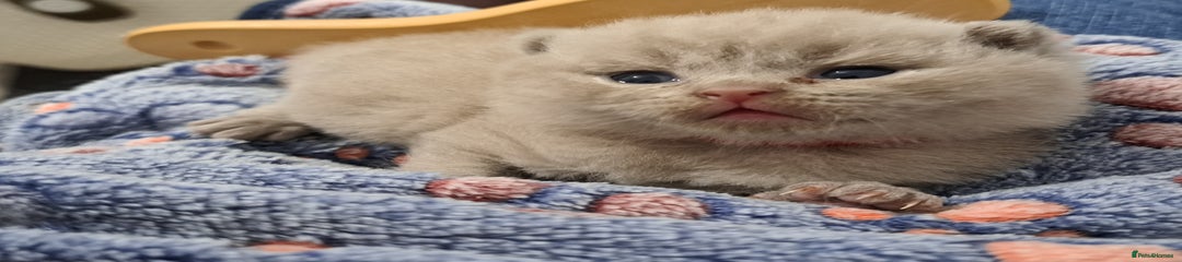 British Shorthair Kitten 2
