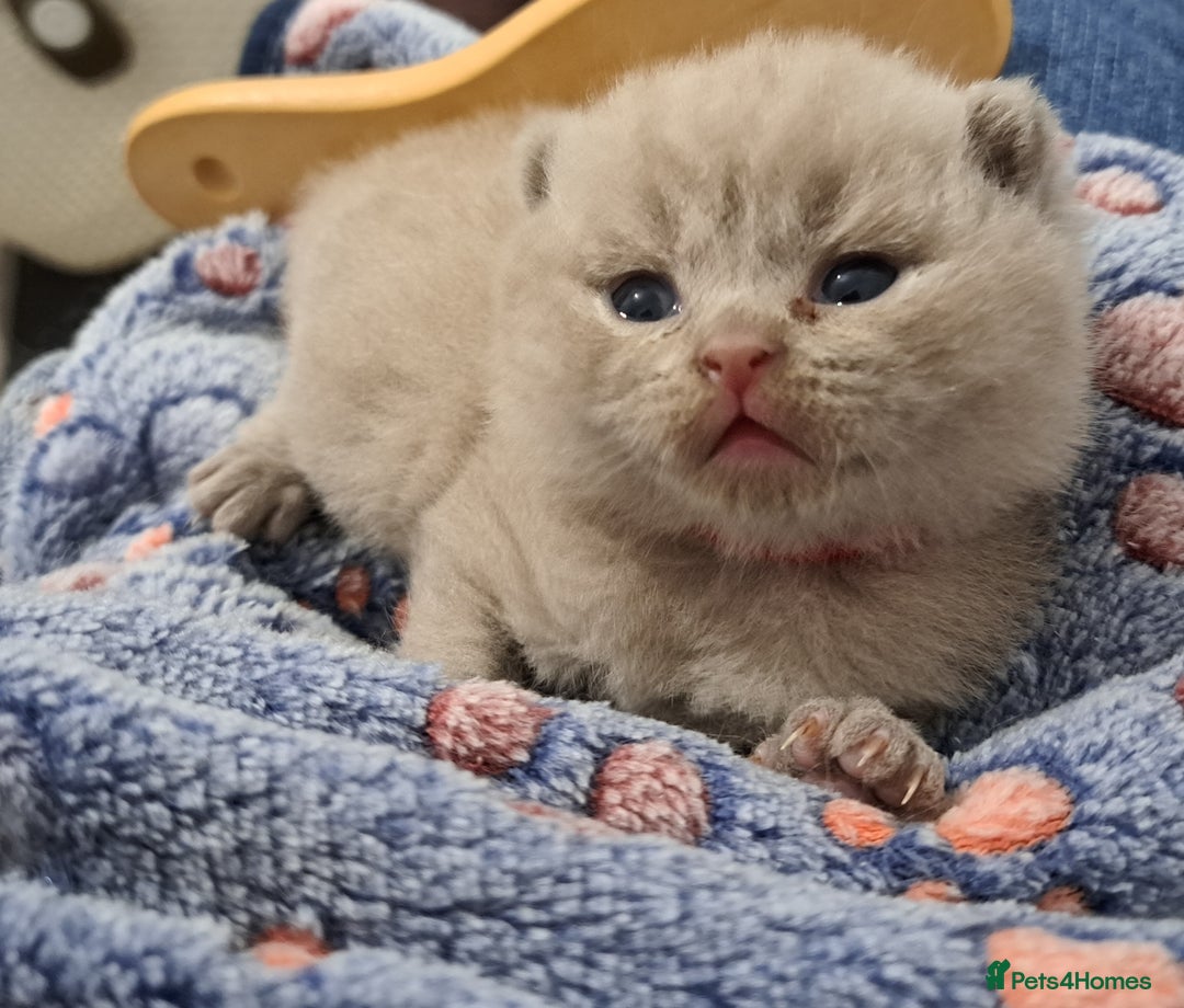 British Shorthair cats for sale: British Shorthair Lilac and Blue colour  - Image 9