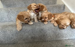 Cavapoo dogs for sale: Wonderful beautiful f1 champagne cavapoo babies  - Image 10