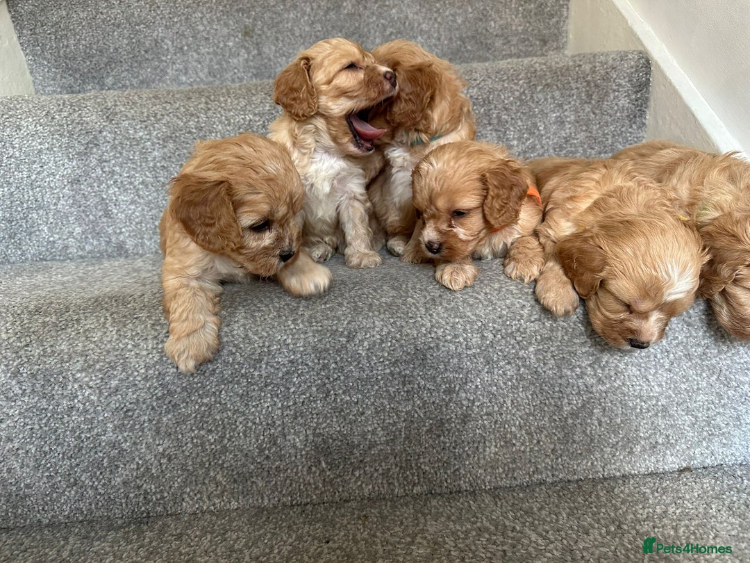 Cavapoo dogs for sale: Wonderful beautiful f1 champagne cavapoo babies  - Image 10