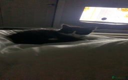 Mixed Breed cats for sale: Willing too take offers. - Image 5