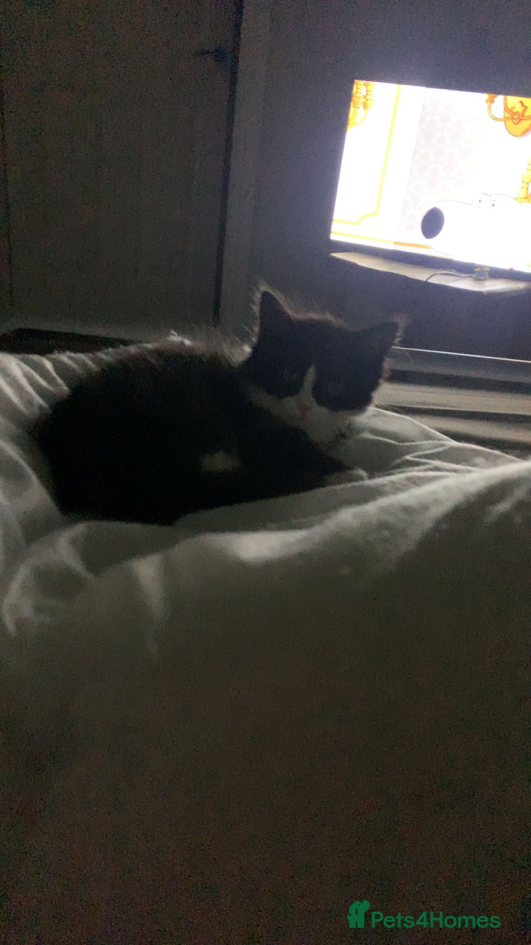 Mixed Breed cats for sale: Willing too take offers. - Image 5