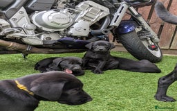 Labrador Retriever dogs for sale: Last black lab bitches available  - Image 11
