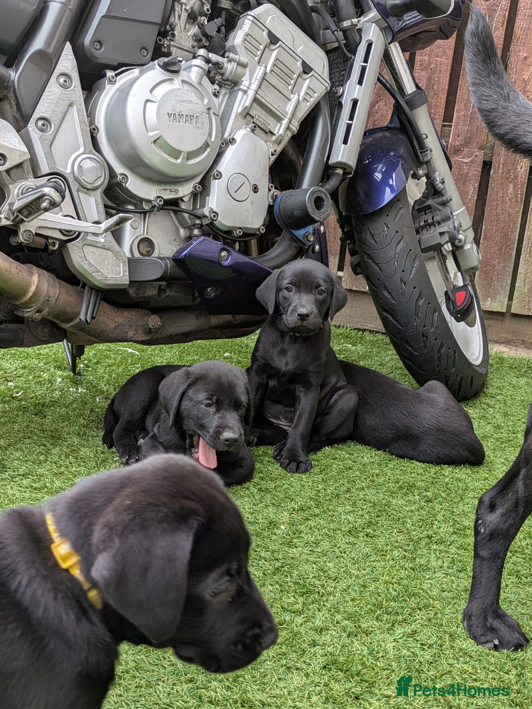 Labrador Retriever dogs for sale: Last black lab bitches available  - Image 11