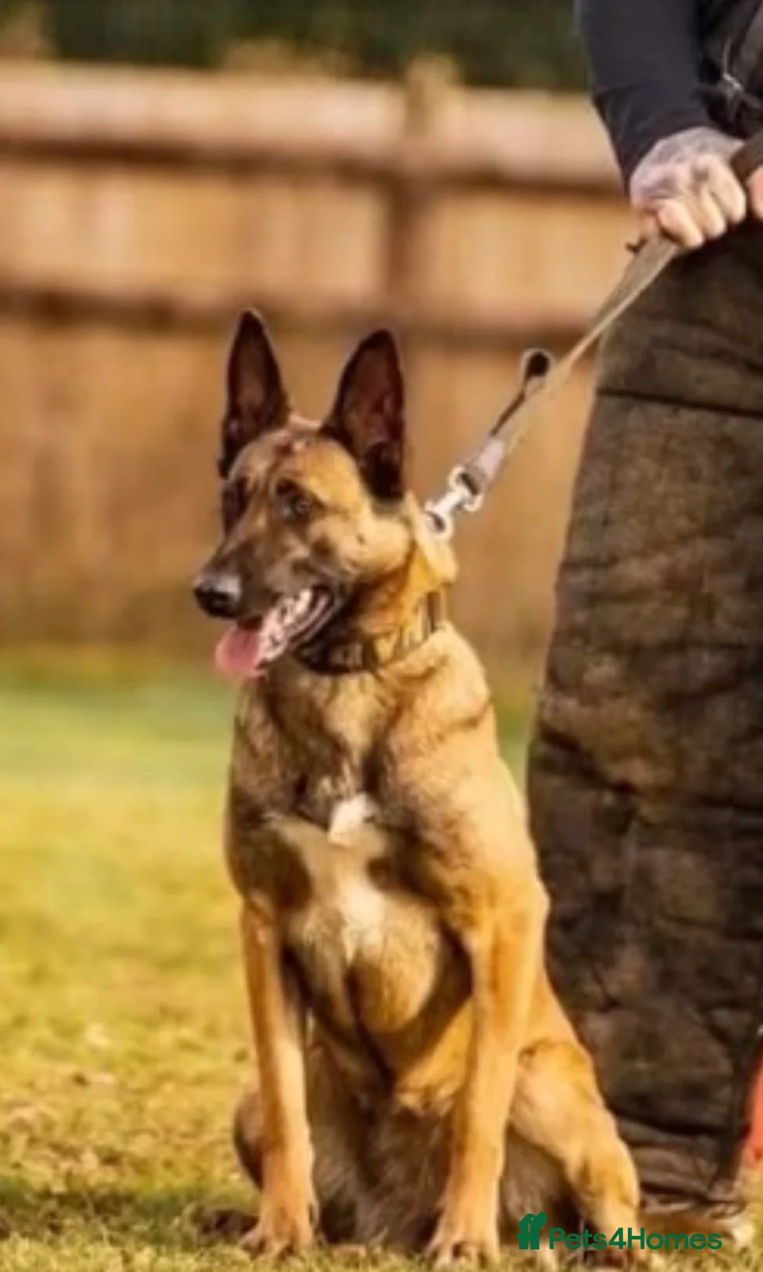 Belgian Shepherd Dog dogs for sale: Belgian Malinois Protection Dog - Advert 10