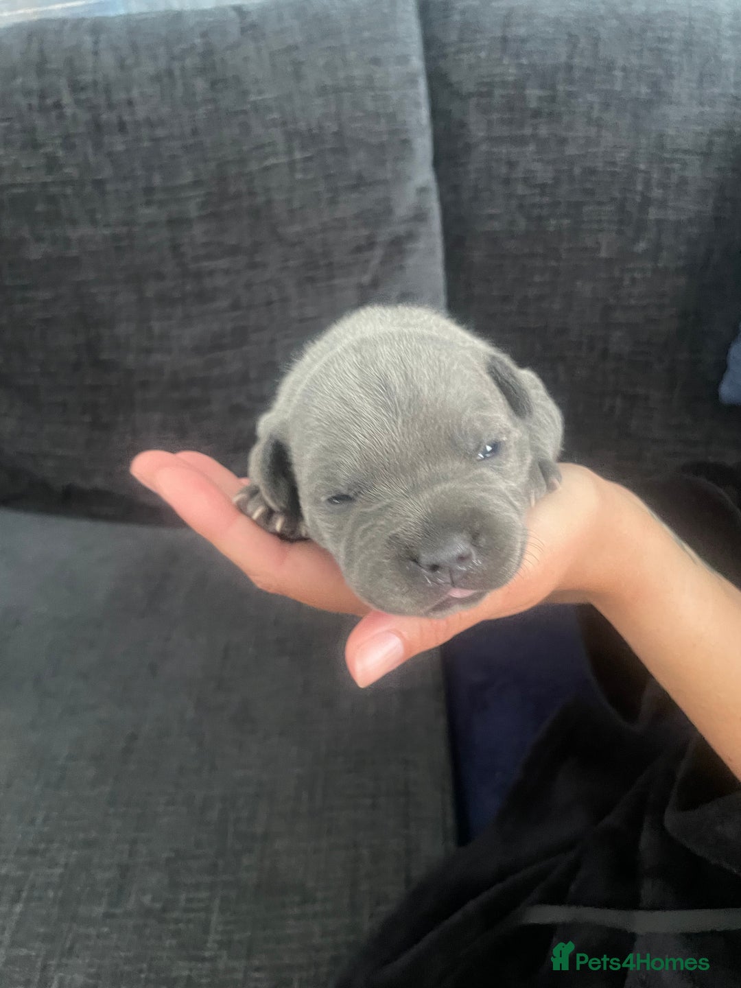 Staffordshire Bull Terrier dogs for sale: Blue Staffordshire bull terrier kc registered ❗️ - Image 14