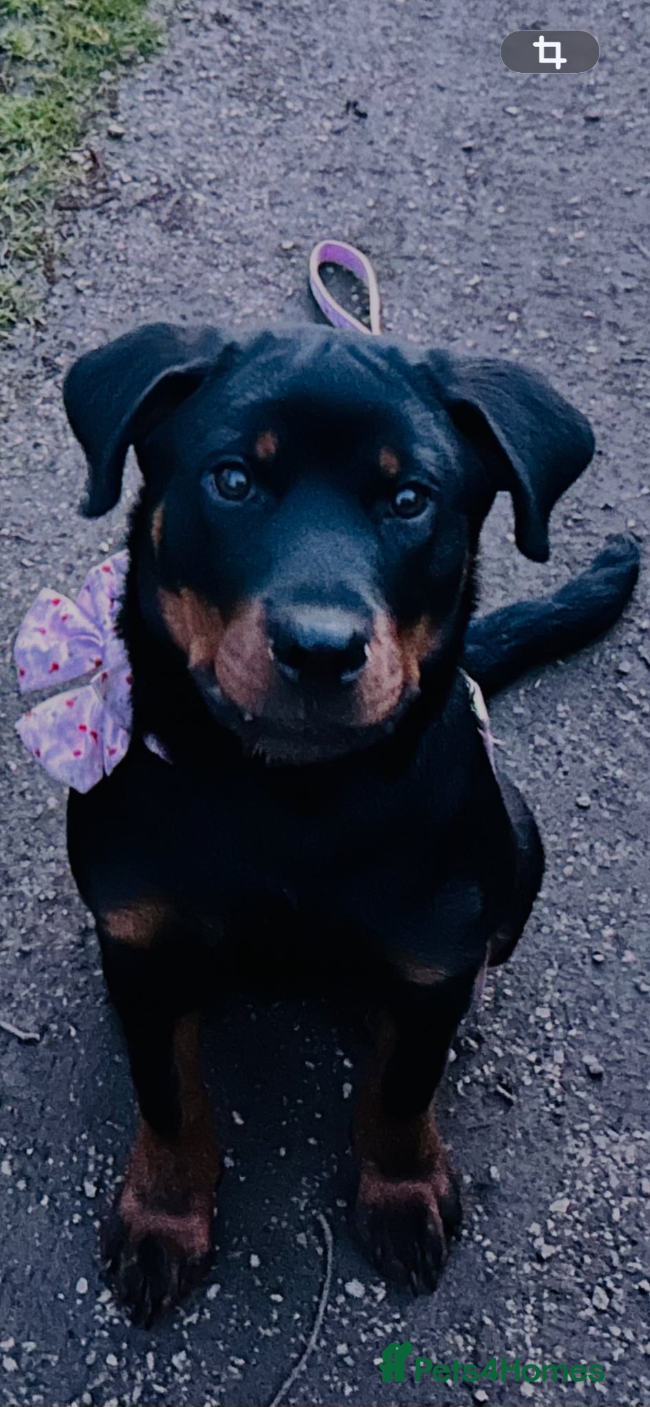 Rottweiler dogs Beautiful Rottweiler girl  - Advert 15