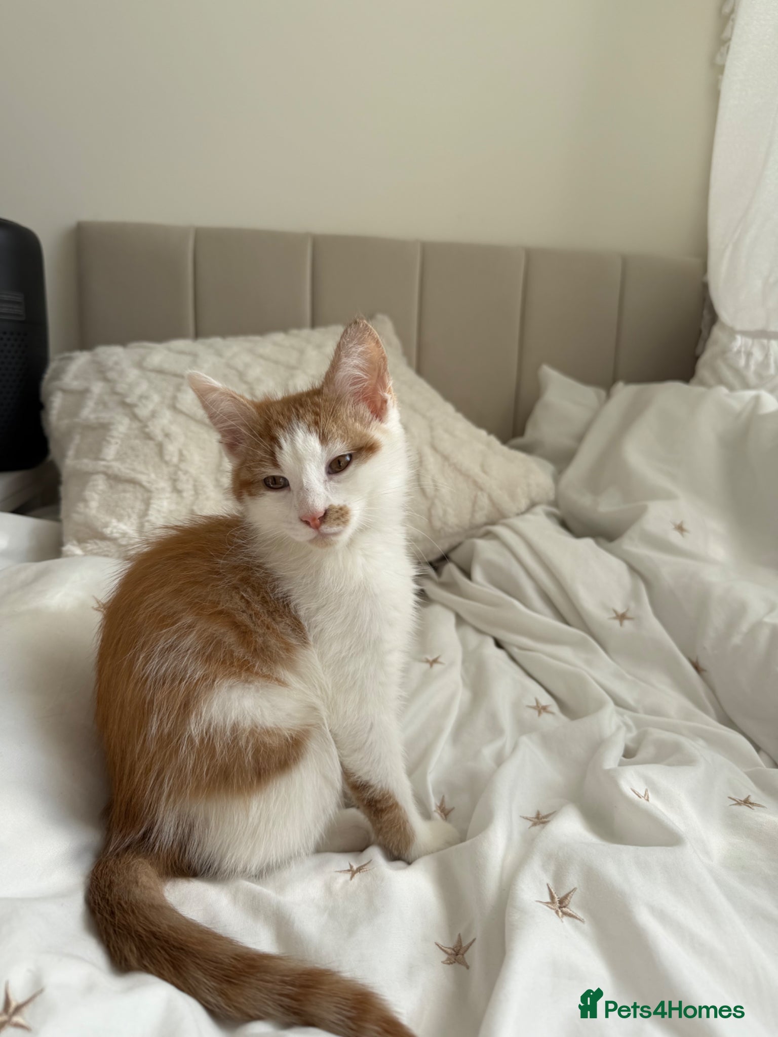 Mixed Breed cats for sale: Beautiful male kitten - Advert 3
