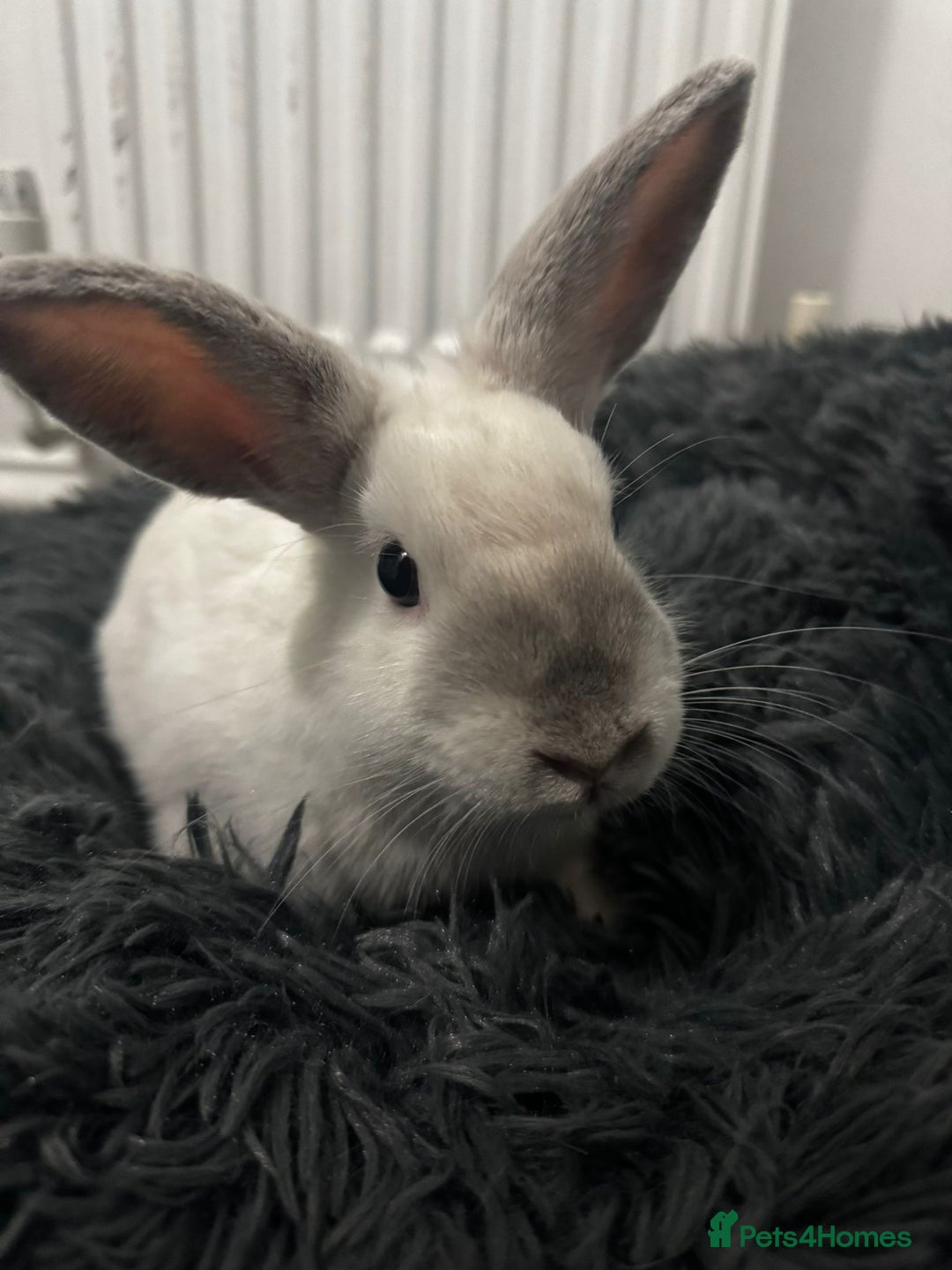 Mixed Breed rabbits for sale: Need rehoming as moving  - Advert 2