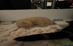 Mixed Breed cats for sale: Little boy  - Advert 10