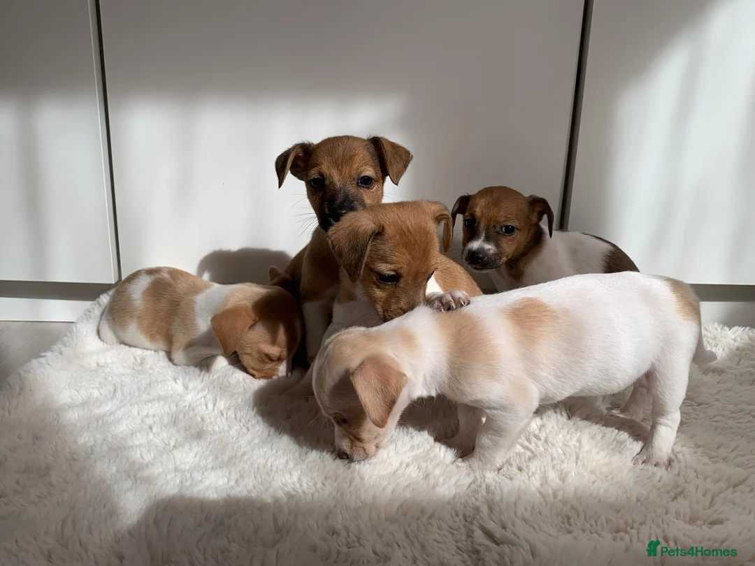 Jack Russell dogs for sale: Beautiful Pure Jack Russell Puppies Dogs  in Isleworth - Advert 17