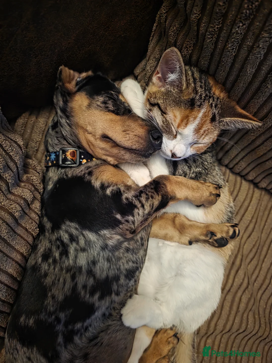 Dachshund dogs for sale: 10month old Dachshund  - Advert 3