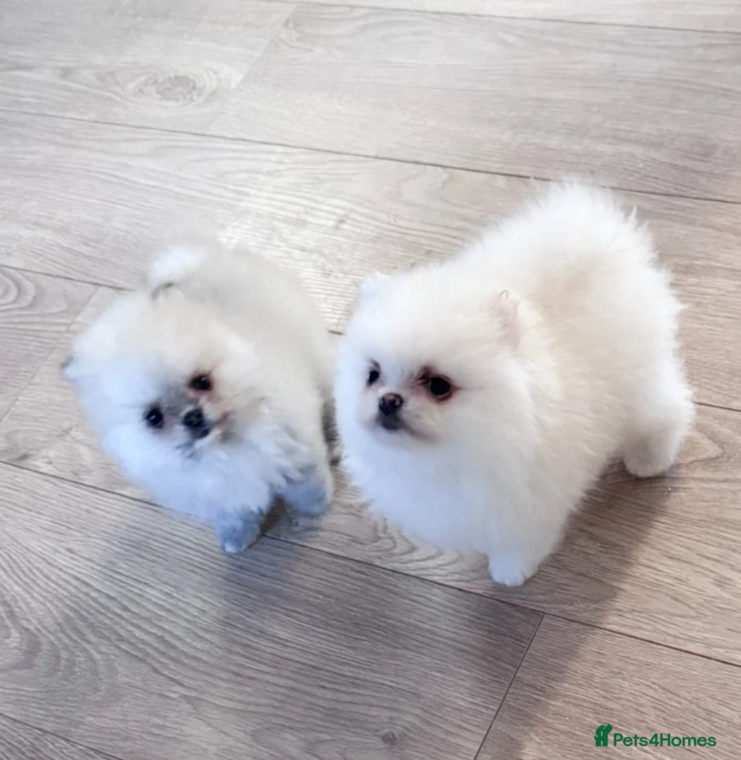 Pomeranian dogs for stud: Prince George Bridgeton 👑 - Image 21