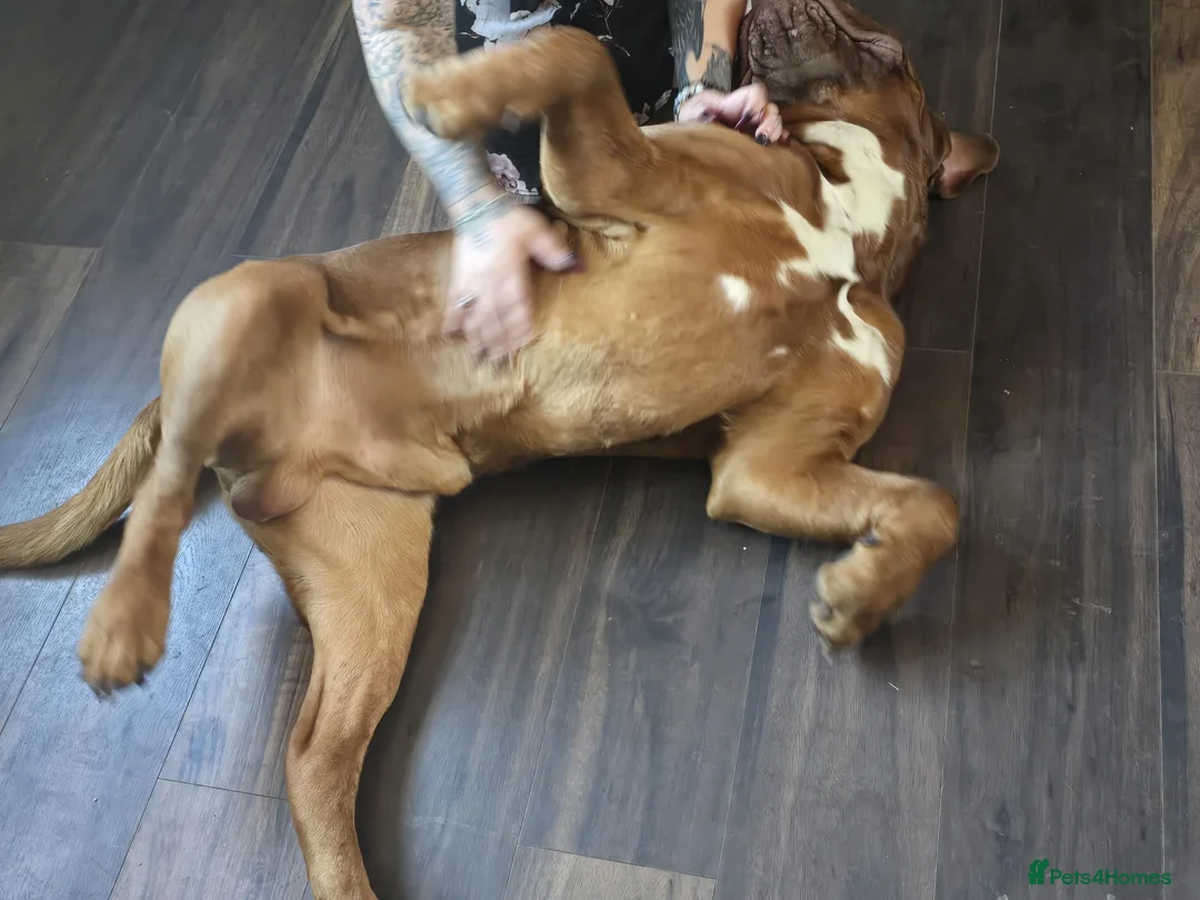 Dogue De Bordeaux dogs for sale: Hercules  - Advert 12