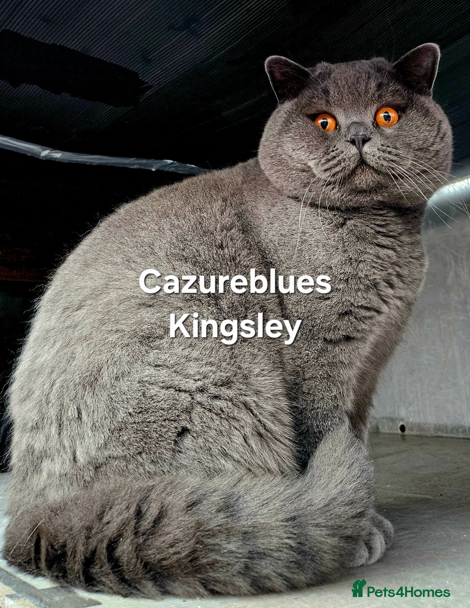 British Shorthair cats Gccf Active Studs Blue, Lilac, Blue Bi, Cream Bi - Advert 11