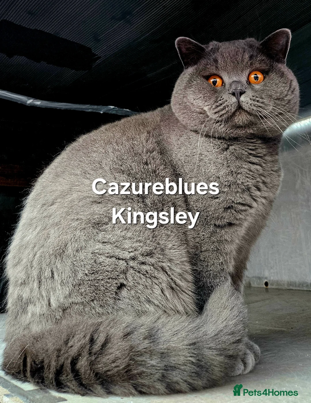 British Shorthair cats for stud: Gccf Active Studs Blue, Lilac, Blue Bi, Cream Bi - Advert 1
