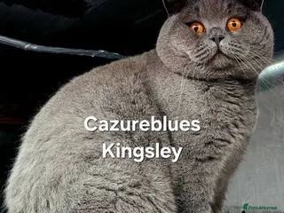 British Shorthair cats Gccf Active Studs Blue, Lilac, Blue Bi, Cream Bi - Advert 11