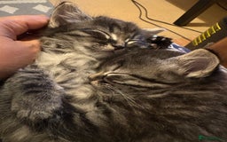 Siberian cats for sale: Beautiful mixed Siberian kittens - Image 4