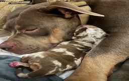 American Bully dogs for sale: Pocket Bully Litter - Image 7