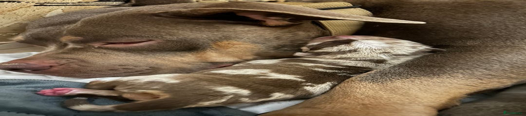 American Bully Puppy 4