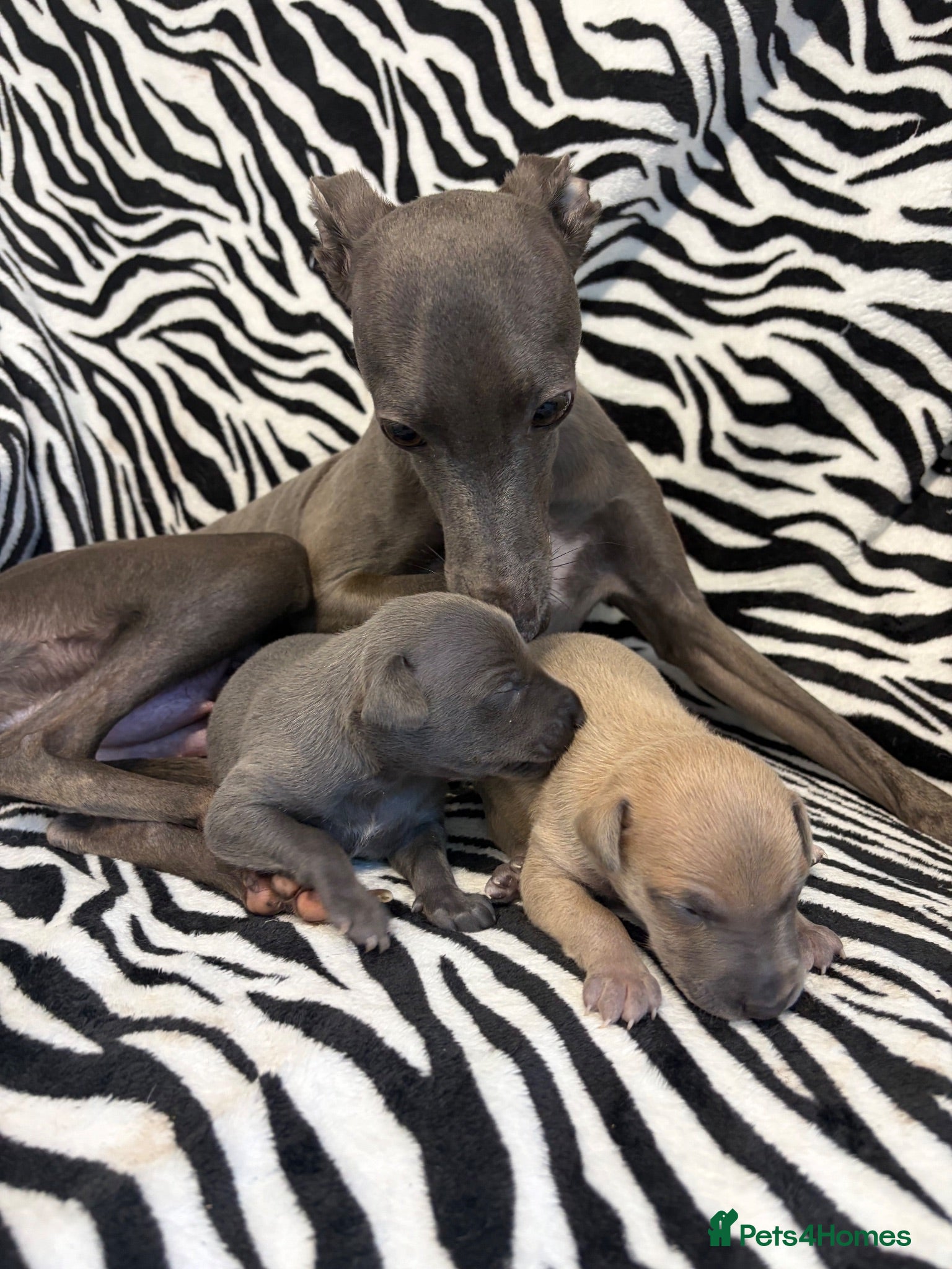 Italian Greyhound dogs Italian Greyhound Puppies 🐾 - Advert 2