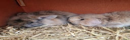 Mini Lion Lop rabbits for sale: Baby lop lionheads  - Advert 5