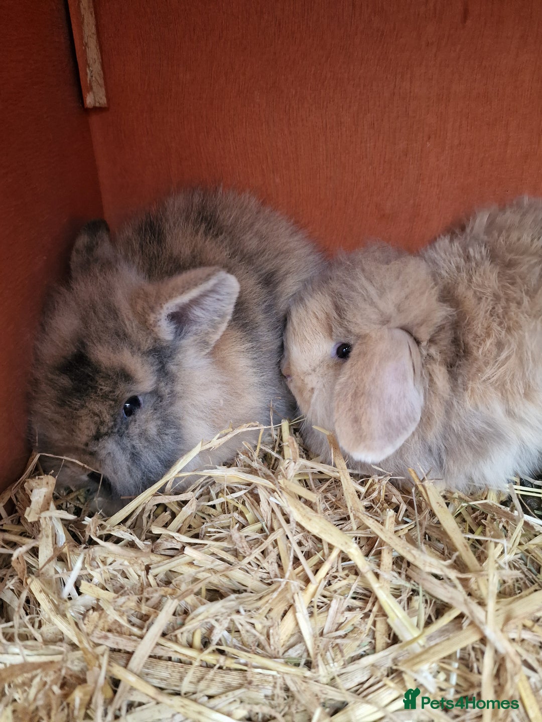 Mini Lion Lop rabbits for sale: Baby lop lionheads  - Advert 5