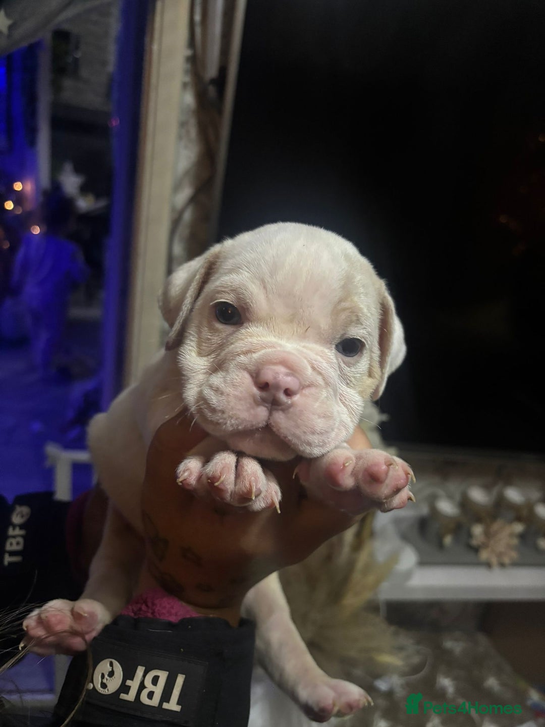 Old Tyme Bulldog dogs for sale: Old tym bulldog puppies  - Advert 4