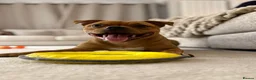 Staffordshire Bull Terrier dogs for stud: Exceptional Red Staffordshire Bull Terrier! - Advert 22