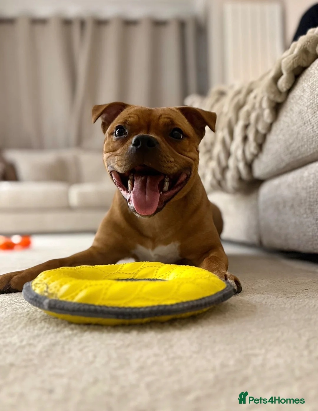 Staffordshire Bull Terrier dogs for stud: Exceptional Red Staffordshire Bull Terrier! - Advert 22